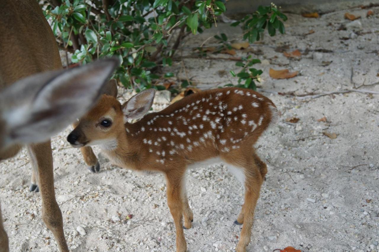 Deer Run On The Atlantic Panzió Big Pine Key Kültér fotó